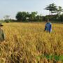 CSA Kementan, Buktikan Produktivitas Petani Cirebon Meningkat