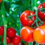Tanaman Tomat