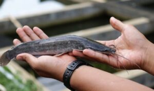 Pakan yang Bagus untuk Peternakan Ikan Lele