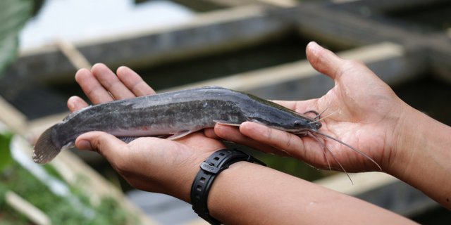 Pakan yang Bagus untuk Peternakan Ikan Lele