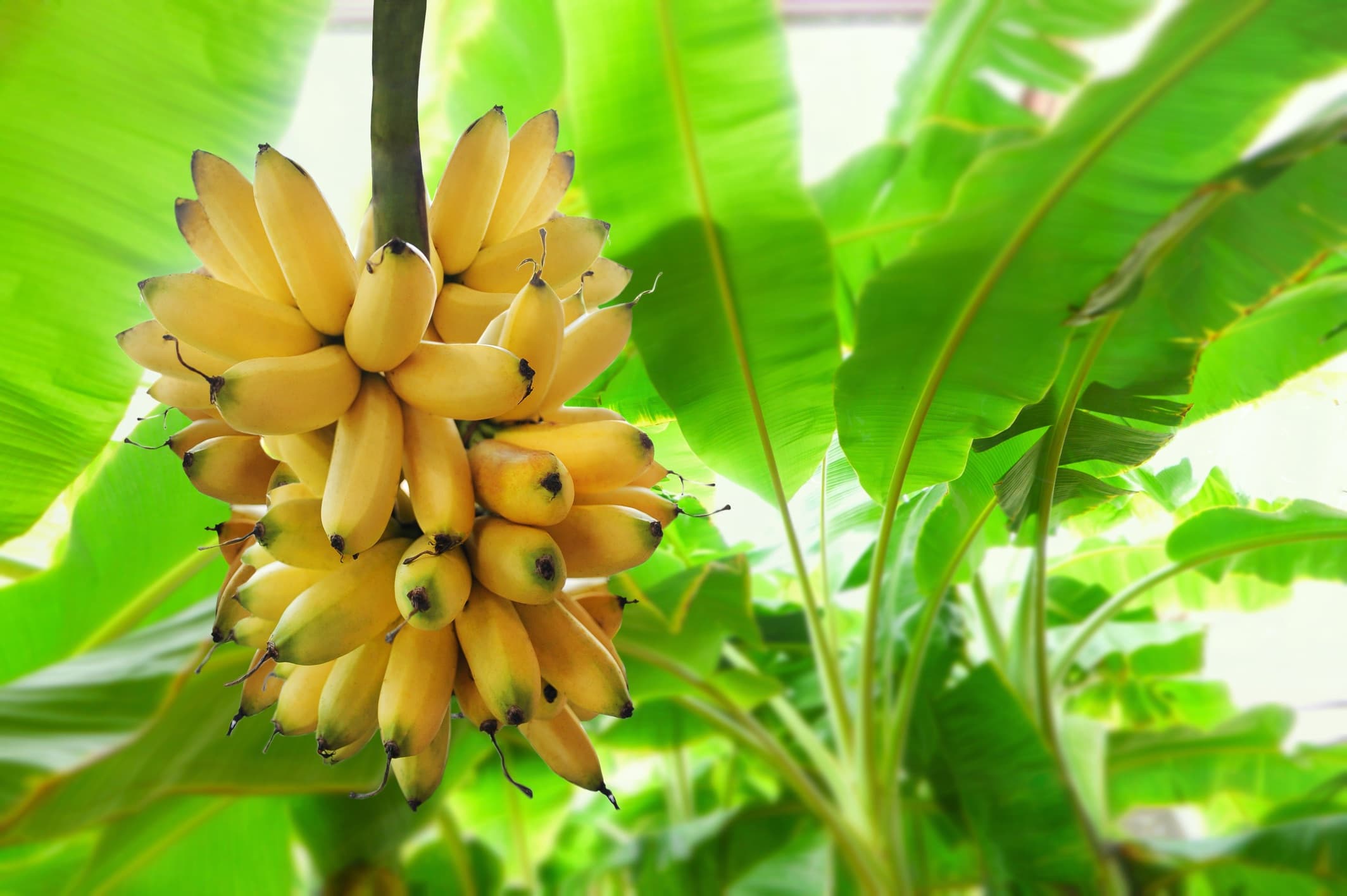 Cara Menanam Pisang