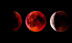 Gerhana Bulan Total Pada Perubahan Sikap Hewan