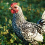 Jenis Ayam Kate