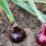 Cara Menanam bawang merah (Foto: canva)