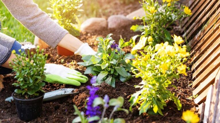 Tanaman Hortikultura: Mengenal Jenis Dan Cara Membudidayakan