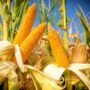Tanaman Jagung