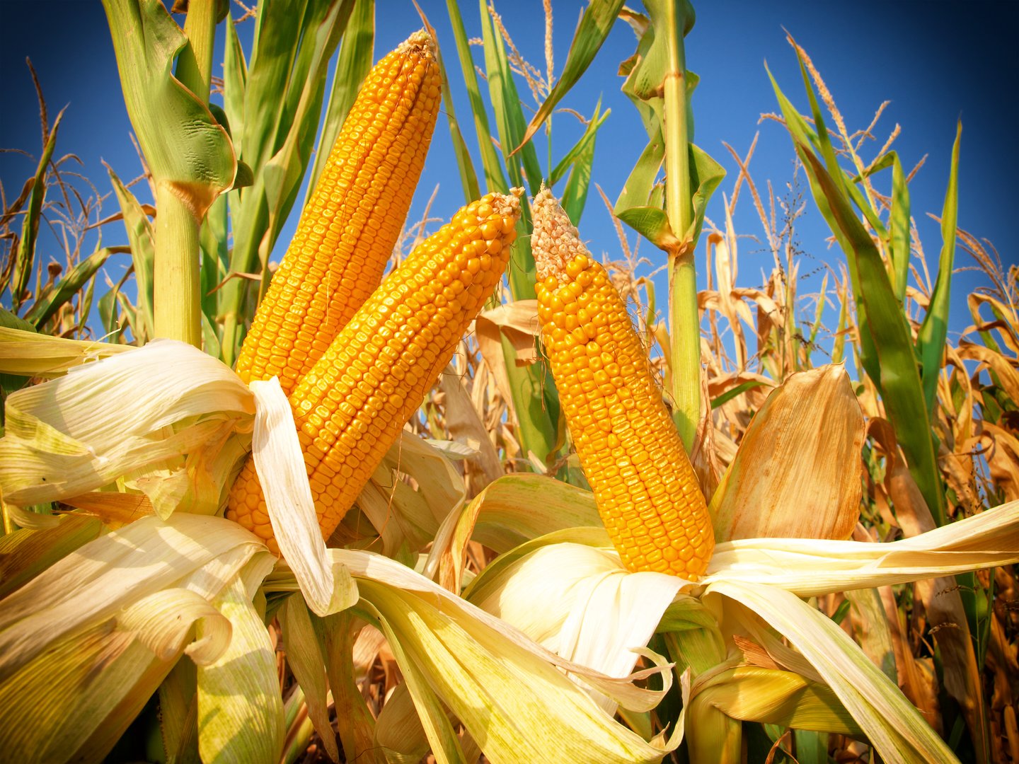 Tanaman Jagung Klasifikasi Dan Morfologinya 5625