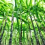Tumbuhan Yang Berkembangbiak dengan Tunas