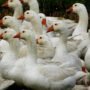 Cara Ternak Bebek Petelur