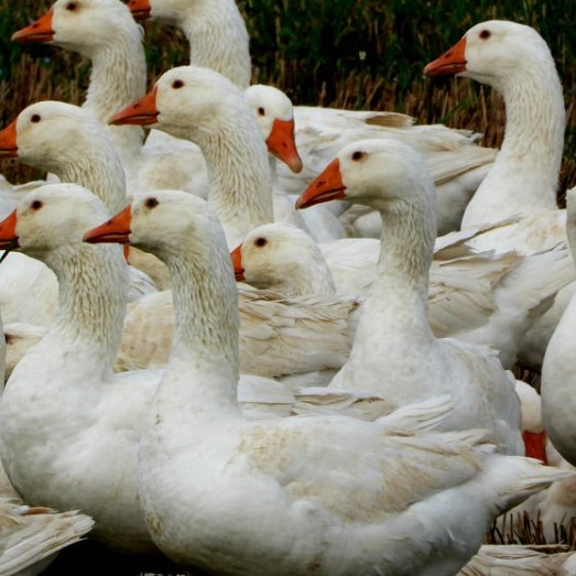 Cara Ternak Bebek Petelur