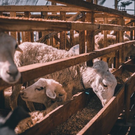 Cara Ternak Kambing Untuk Pemula