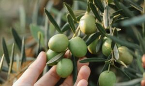 Contoh Tanaman Hias Buah