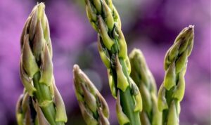 Tanaman Asparagus