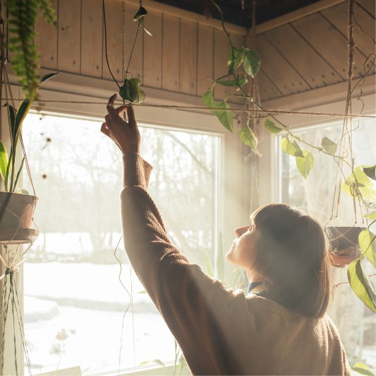 Cara Merawat Tanaman Hias Gantung