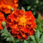 Tanaman Marigold