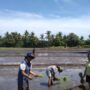 Berkat CSA Kementan, Petani Nagekeo Optimis Tingkatkan Produksi
