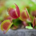 tanaman venus flytrap