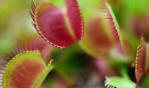 tanaman venus flytrap