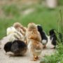 Cara Menggemukkan Anak Ayam