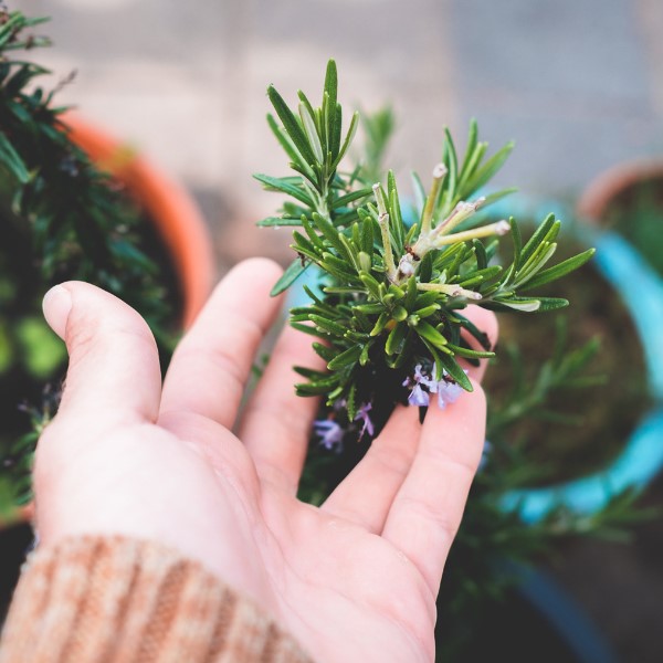 Cara Mudah dan Praktis Merawat Tanaman Herbal di Rumah