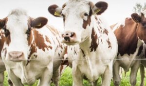 Pemanfaatan Limbah Peternakan: Potensi Daur Ulang Kotoran Sapi