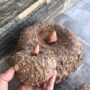 Cara Merawat Tanaman Porang