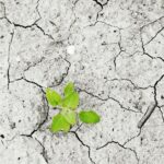 Pengaruh Perubahan Iklim terhadap Pertanian dan Cara Menghadapinya