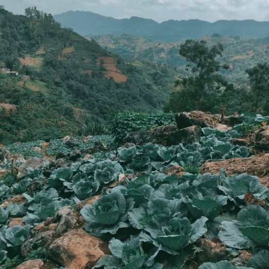 Tanaman yang Cocok Ditanam di Tanah Pegunungan