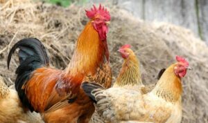 Cara Mencegah Kematian Ternak Ayam Kampung