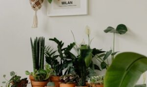 Tanaman Hias Daun untuk Lebaran