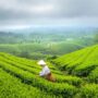 Tanaman Perkebunan yang Cocok Ditanam di Indonesia