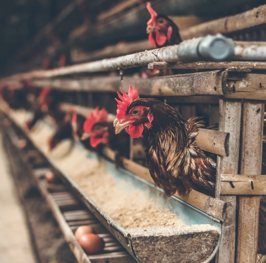 Tips Beternak Ayam di Rumah tanpa Bau
