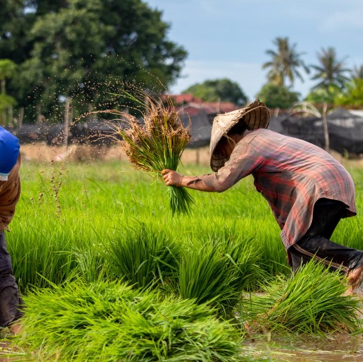 Tips Mudah Menerapkan Pertanian Berkelanjutan