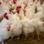 Jenis Pakan Ayam Terbaik untuk Pertumbuhan Optimal