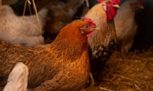 Penyakit yang Sering Menyerang Ternak Ayam