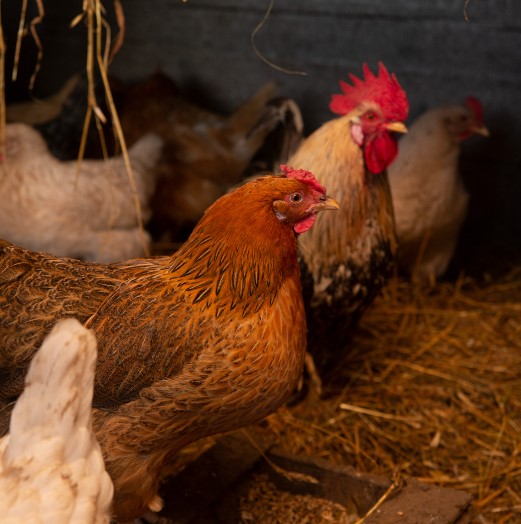 Penyakit yang Sering Menyerang Ternak Ayam
