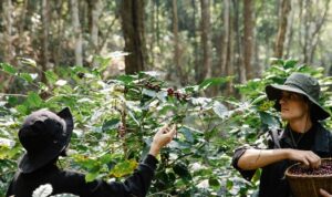 Peran Petani Muda dalam Keberlanjutan di Dunia Pertanian