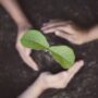 Peranan Tumbuhan dalam Mengatasi Pemanasan Global