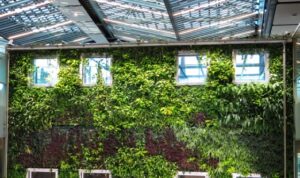 Rekomendasi Tanaman Hias Vertical Garden untuk Lahan Sempit