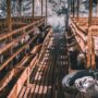 Syarat Minimal Kandang Ternak yang Wajib Dipenuhi
