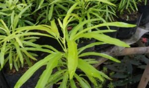 Tanaman Zodia (Evodia suaveolens)