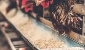 Pemanfaatan Limbah dari Industri Peternakan Ayam: Mengurangi Dampak Lingkungan dengan Cara yang Kreatif