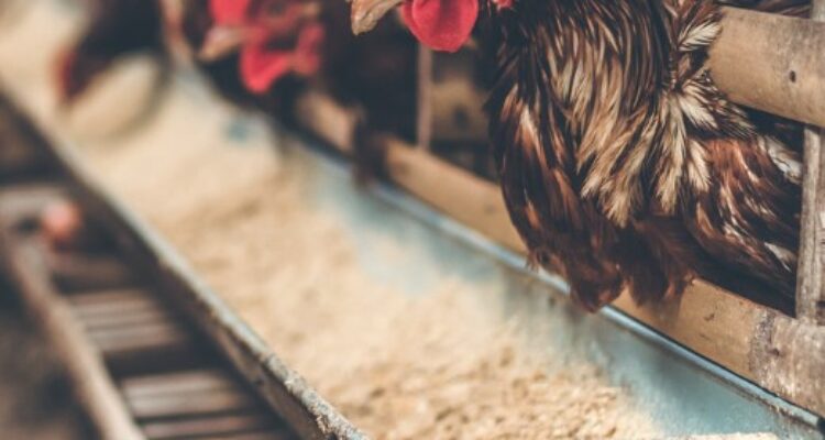 Pemanfaatan Limbah dari Industri Peternakan Ayam: Mengurangi Dampak Lingkungan dengan Cara yang Kreatif