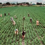 Manfaat Sensus Pertanian 2023 untuk Petani dan Pelaku Usaha
