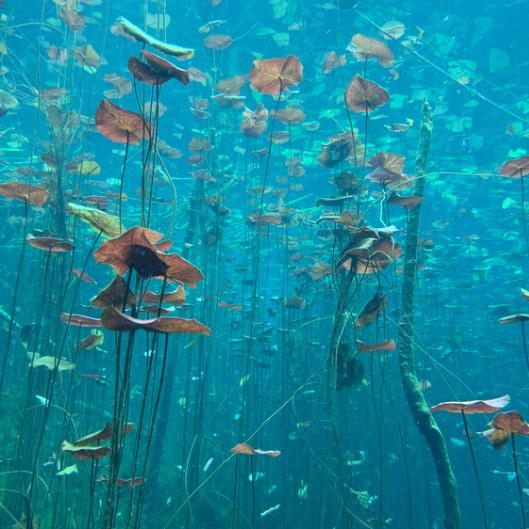 Beberapa jenis tanaman penjernih air akuarium yang dapat kamu gunakan sebagai filter alami, ada tanaman sirih gading hingga peacy lyli.