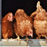 Mengenal Lebih Dekat Jenis-jenis Ayam: Dari Ayam Kampung Hingga Ayam Petelur