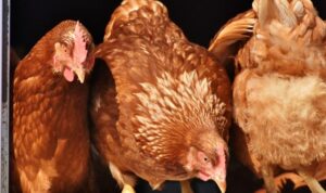 Mengenal Lebih Dekat Jenis-jenis Ayam: Dari Ayam Kampung Hingga Ayam Petelur