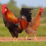 Berikut ini adalah beberapa tips jitu oleh peternak ayam kampung di Kendal untuk memacu pertumbuhan ayam kampung secara alami dan sehat.