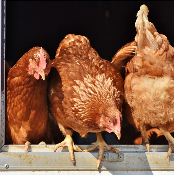 Mengenal Lebih Dekat Jenis-jenis Ayam: Dari Ayam Kampung Hingga Ayam Petelur