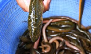 Tips dan trik jitu panduan usaha ternak belut yang praktis.